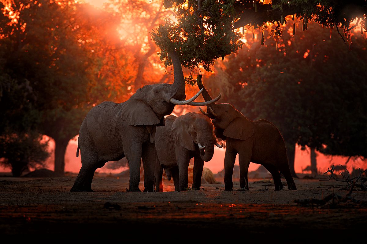 Sloni afričtí při západu slunce.
