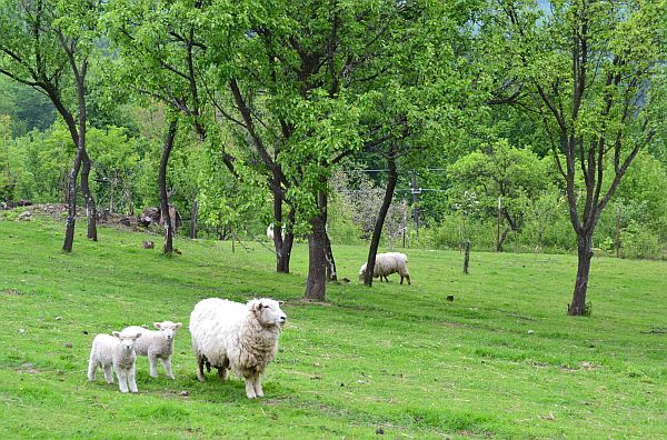 Pastva ovcí.
