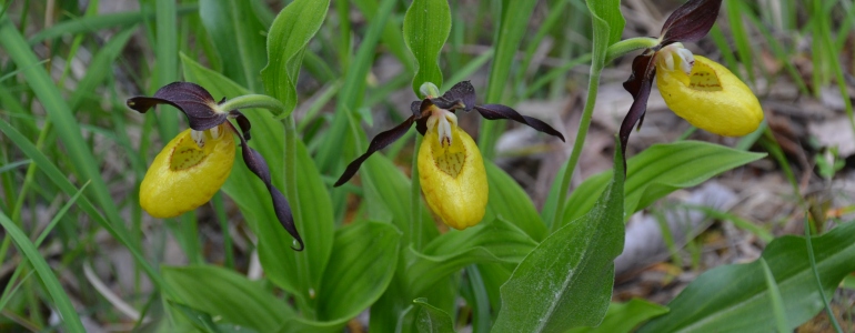 Trs orchideje střevíčníku se třemi žlutofialovými květy.